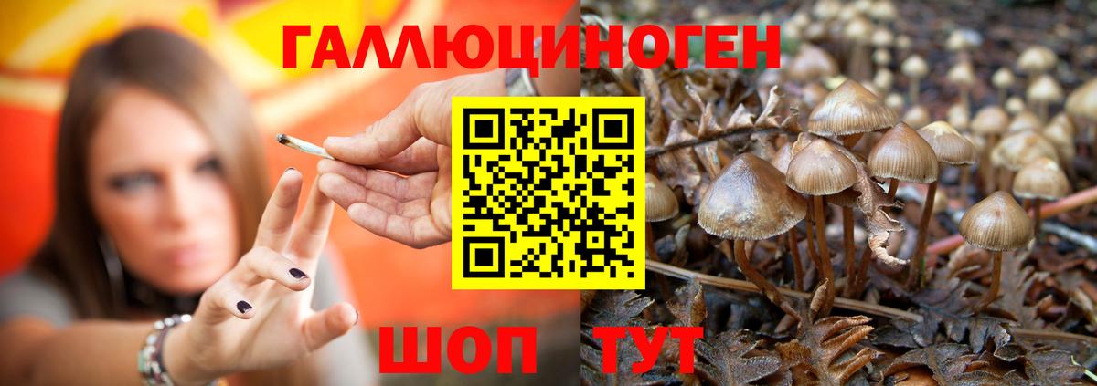 Галлюциногенные грибы GOLDEN TEACHER Тихорецк